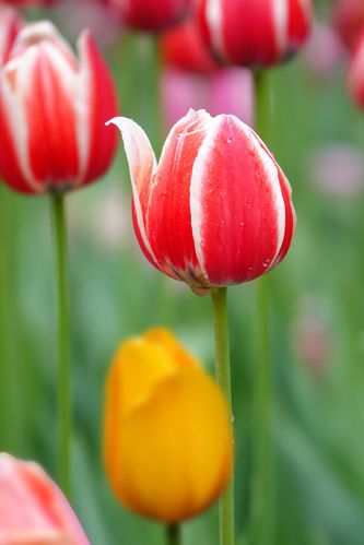 我是一朵即将盛开的郁金香