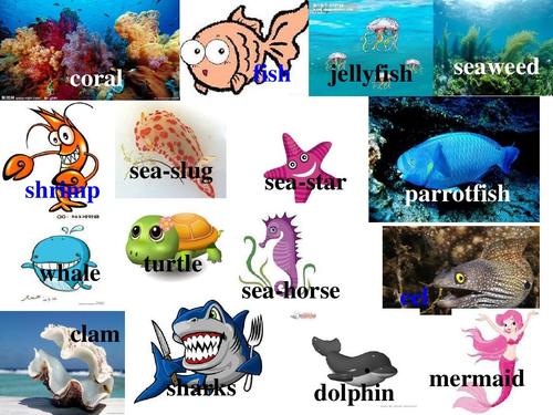 jellyfish seaweed shrimp whale clam sea-slug sea-star parrotfish