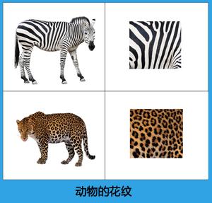 小动物的尾巴/花纹局部整体配对卡片自闭症教学儿童康复训练教具