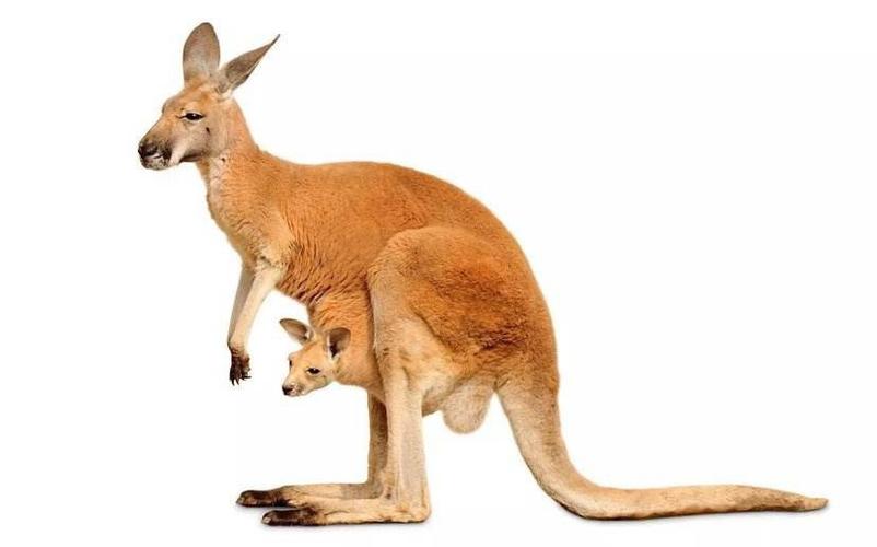 其它 大洋洲—澳大利亚 写美篇 袋鼠是任一种属于袋鼠目的有袋动物