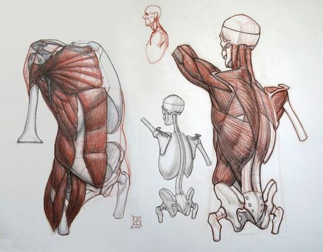 of the pelvis, sacrum, greater trochanter, gluteus maximus, and
