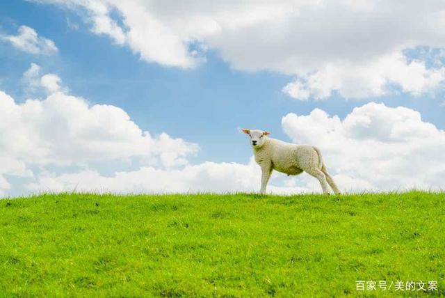 送你一片草原,精致唯美的高清草原背景图片壁纸素材