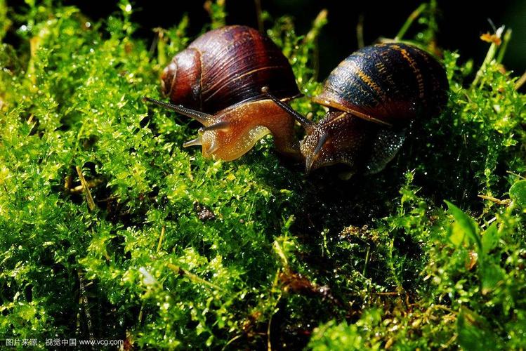 生活习性   蜗牛是牙齿最多的动物,拥有数万颗牙齿,但它们无法咀嚼