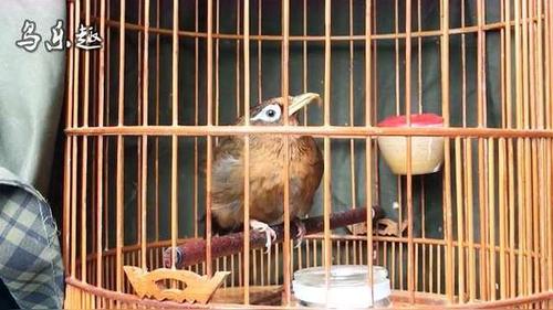 用母画眉鸟叫声逗唱,哪晓得这只画眉鸟是只吃货,一点也不叫!