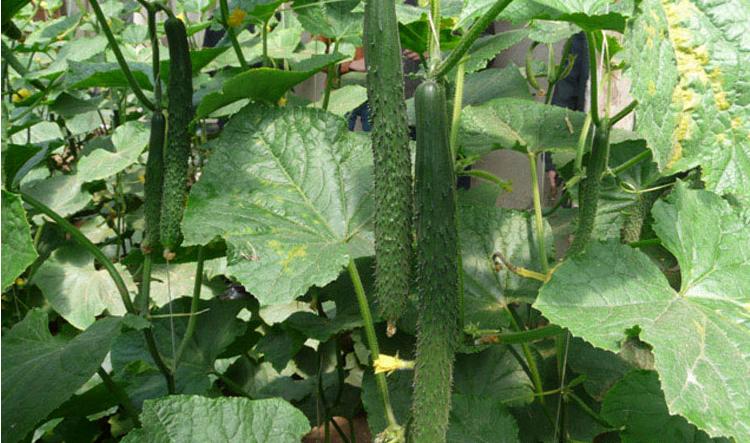 出售 京津一号黄瓜种子 阳台庭院盆栽蔬果菜籽 爬藤带刺水果