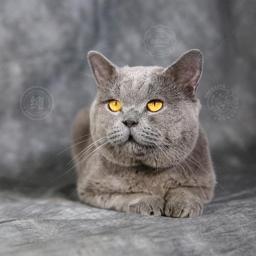 单血统英短蓝猫 英国短毛猫 公dd / 公dd / 生日03.
