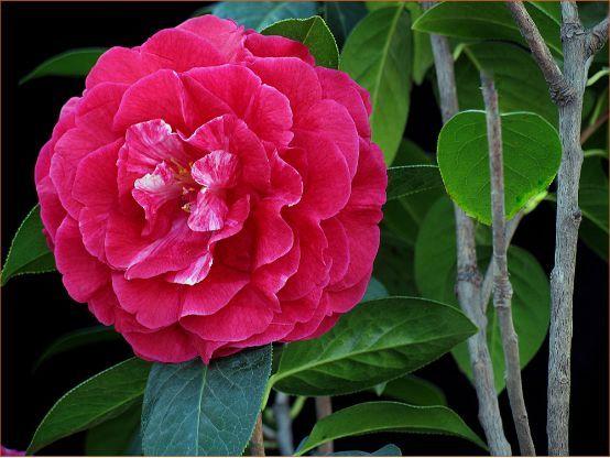 旅游 正文  十大茶花名品 锦袍红 主要特征:叶椭圆形,先端渐尖,基部