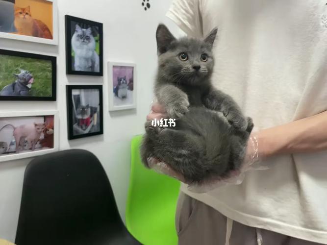 英短蓝猫_蓝猫_英短_宠物_猫_晒猫