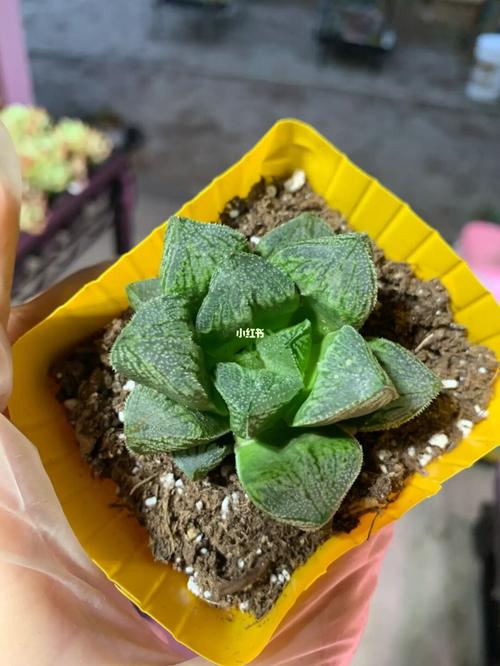玉露多肉_多肉植物_多肉玉露_家居家装_家居装饰_花艺