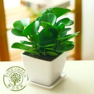 青叶碧玉花豆瓣绿 四季绿植室内盆栽