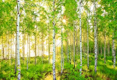 经典诗歌:《白桦林》the white birch forest