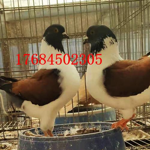 出售圆环元宝鸽子 大体元宝鸽多少钱一对 摩登那鸽子活体