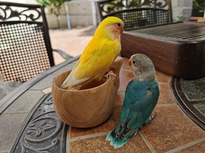 给女儿买鹦鹉记