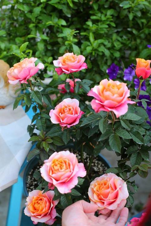 永远的艾帕索,近乎完美的盆栽月季,周年花开不断,很