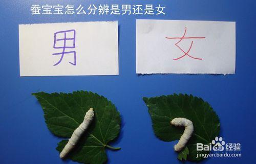 蚕宝宝怎么分辨是男还是女
