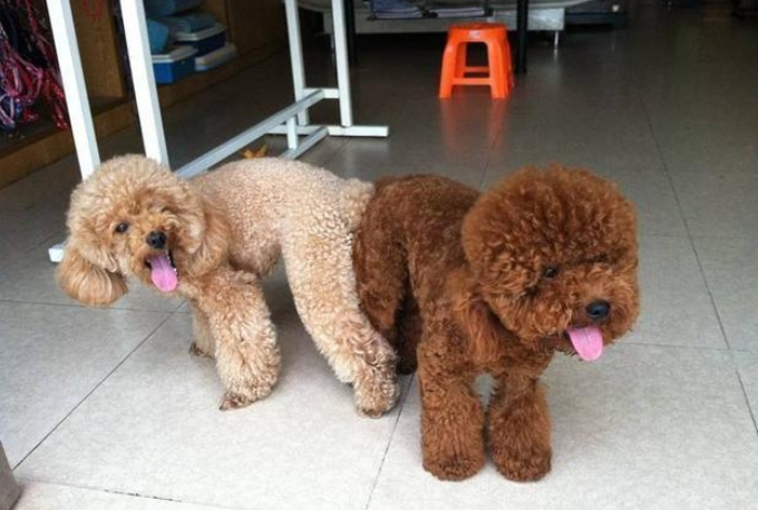 怎样喂养"泰迪犬"?宠物医生:7项好用经验交流,给你更