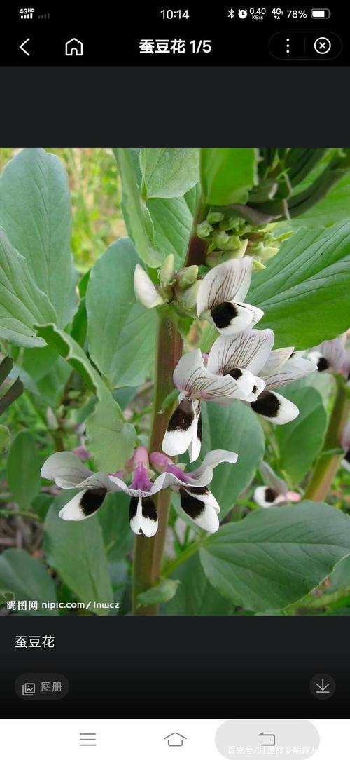 《蚕豆花又开》散文