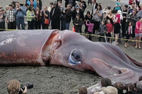 世界上最大的鱿鱼,体型15米长重400公斤,海中唯一天敌是鲸鱼