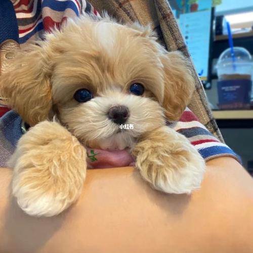 马尔泰_instagram_马尔泰_宠物_狗