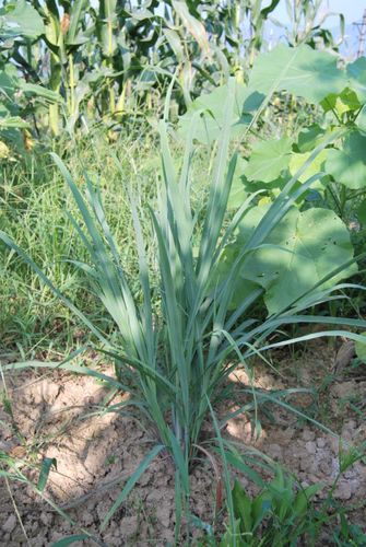 开喉剑(黄花知母) 苦,涩,寒. 清热利咽,活血消肿