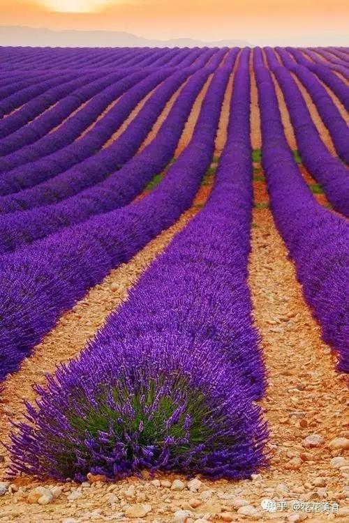 又到一年薰衣草花开季普罗旺斯已经把全世界迷醉了