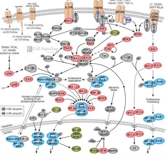 cst公司信号通路图nf-kb