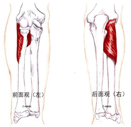 拉伸|肘旋前/旋后肌