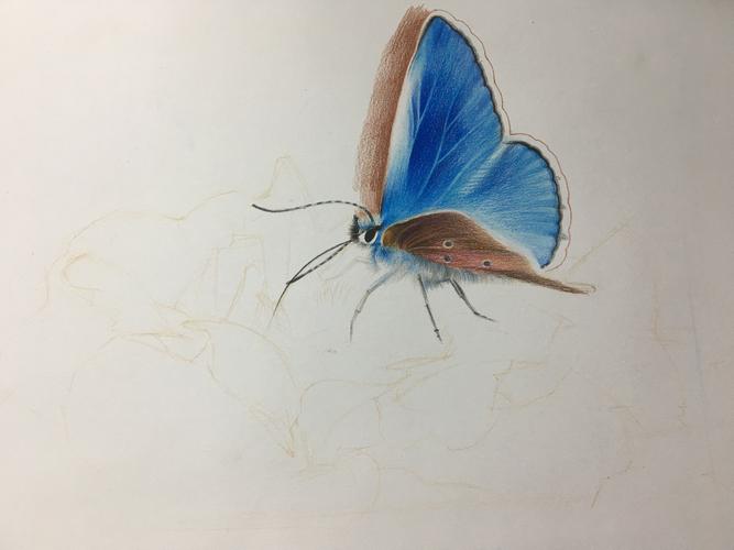 蓝蝴蝶|纯艺术|绘画|小仟仟 - 原创作品 - 站酷
