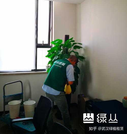 绿植花卉基本养护常识武汉植物花卉租赁