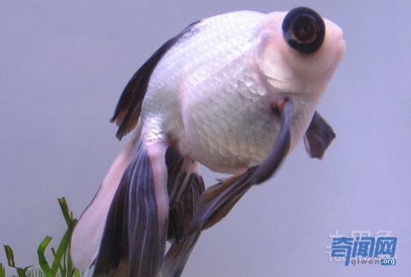 热带熊猫鱼图片及如何繁殖