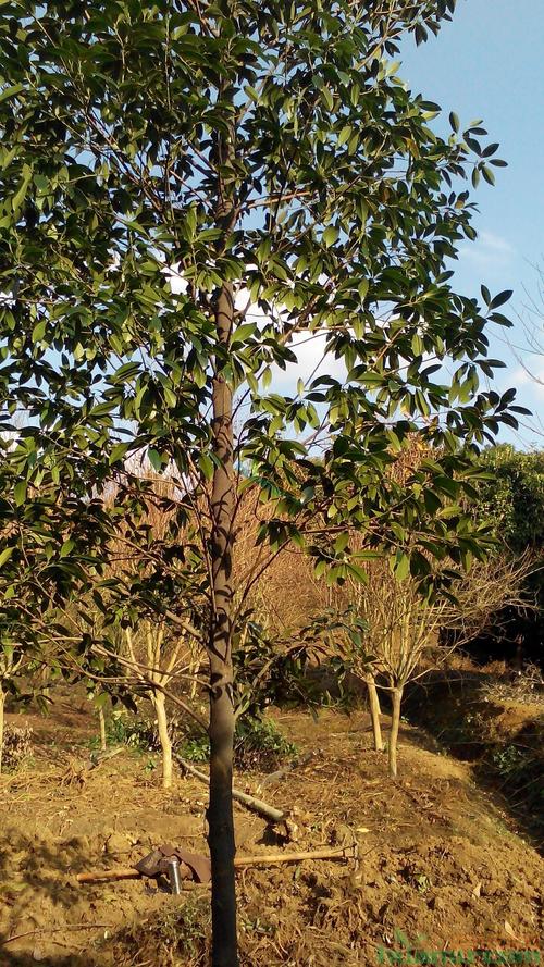 乐东拟单性木兰