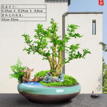 花姬九里香老桩造型盆栽室内客厅常青盆景植物好养绿植七里香对弈桩