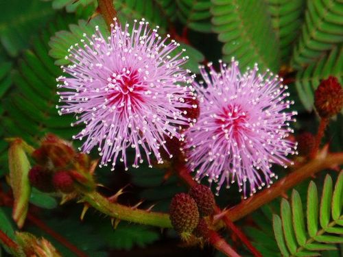 含羞草 #花卉