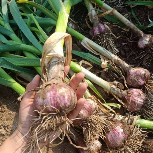 大蒜皮的功效与作用大蒜皮有什么药用价值