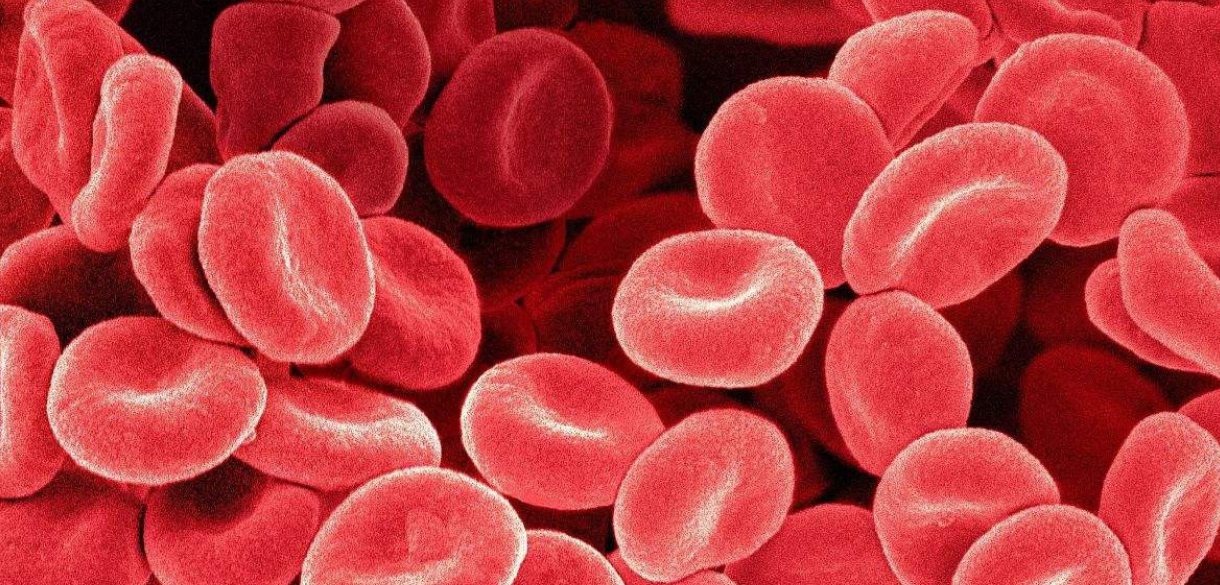 观察,如果想看见红细胞,需要多少倍数的光学显微镜