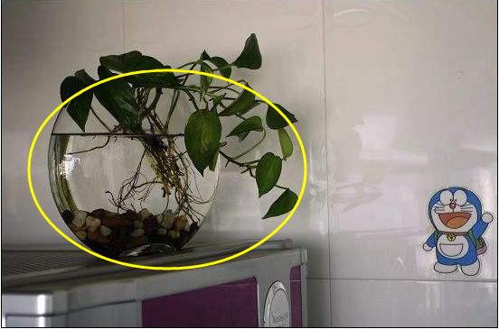 1,冰箱上放绿植很多人很喜欢在冰箱上放绿植,比如:吊兰和盆栽植物.