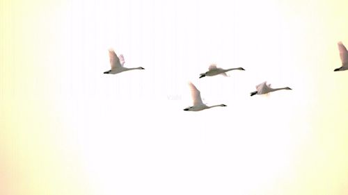 大雁雁南飞鸟迁徙飞雁_1920x1080_高清视频素材下载(编号:995223)