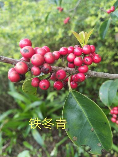 铁冬青