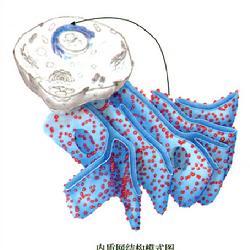 光面内质网的病变