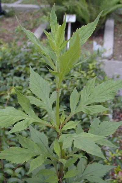 败酱草的功效和作用及禁忌