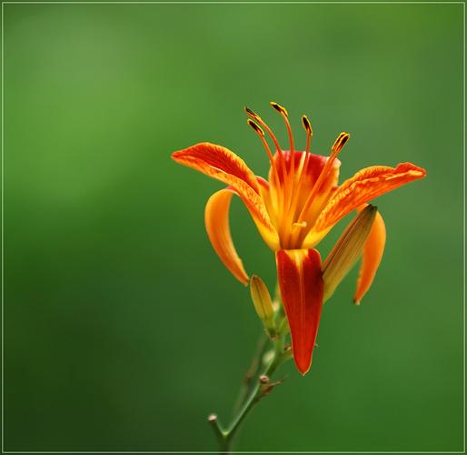 金针花.