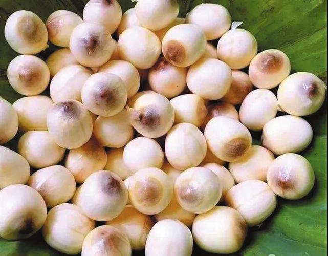 中药材"武七味"遴选活动