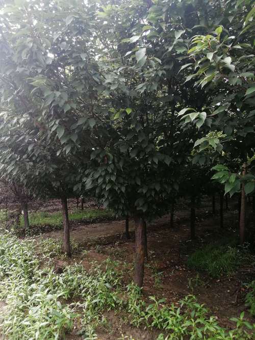 日本晚樱吉林市12公分日本晚樱