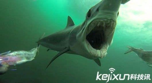 九种最凶猛鲨鱼盘点 危险性无与伦比