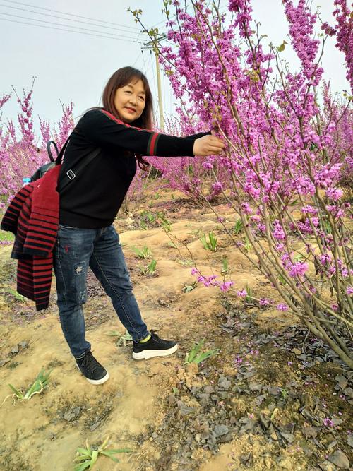 安州区乐兴镇百花园赏花.