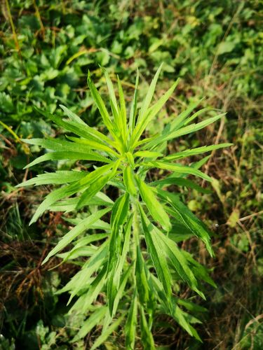  p>密叶飞蓬(原变种)多年生草本,根状茎粗壮,径达10毫米,分枝或不分枝