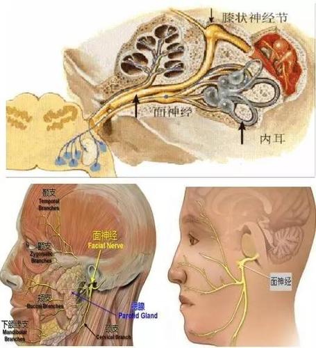 这就得从解剖说起了.面神经是人体的脑部的第七对脑神经,属混合神经.