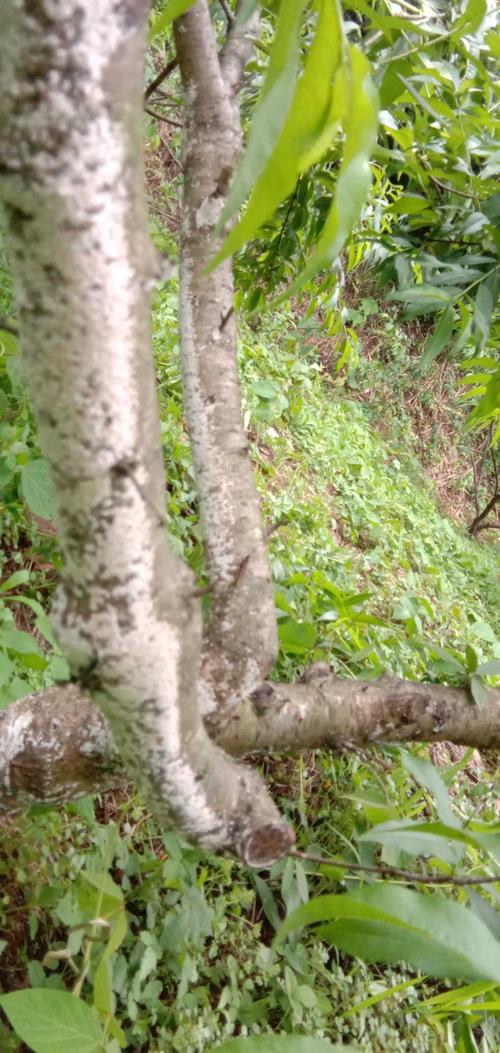 老师您好桃树这样怎防治?