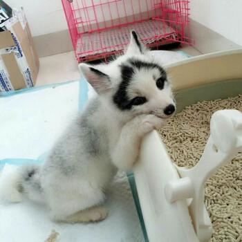 doubleyellow狐狸活体宠物狐狸活物幼崽白狐雪狐蓝狐熊猫狐熊猫狐45天