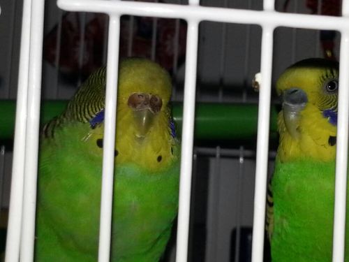 我的这两只虎皮鹦鹉是一对吗